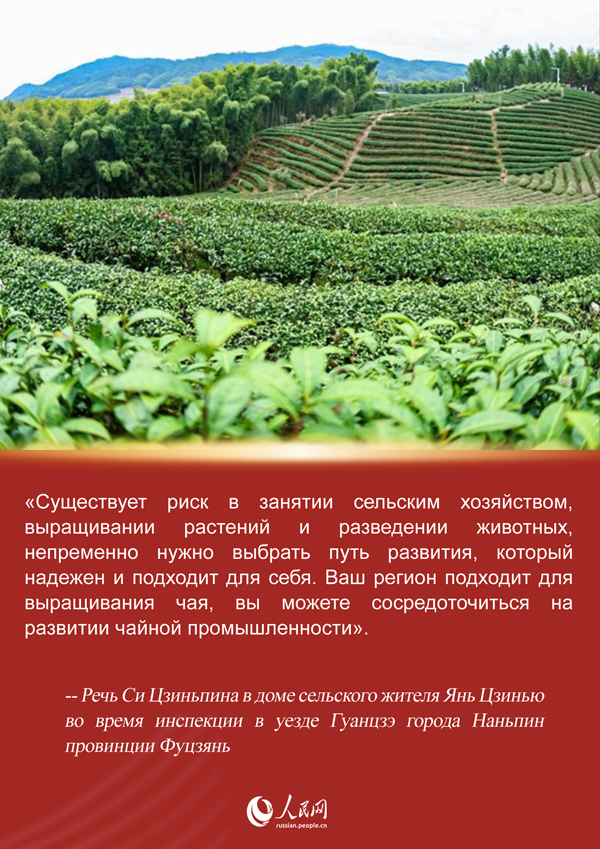 Си Цзиньпин и история чая из провинции Фуцзянь
