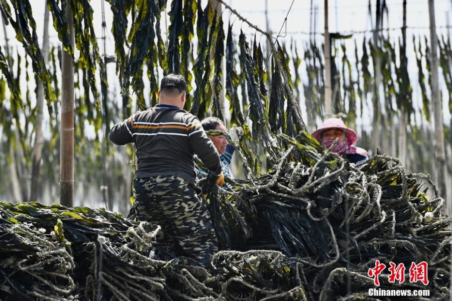 В уезде Сяпу выращивание морской капусты открывает путь к благосостоянию