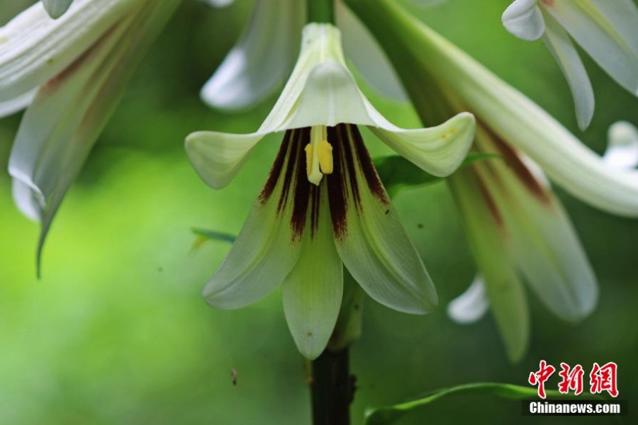 В китайском заповеднике зацвели тысячи редких диких лилий