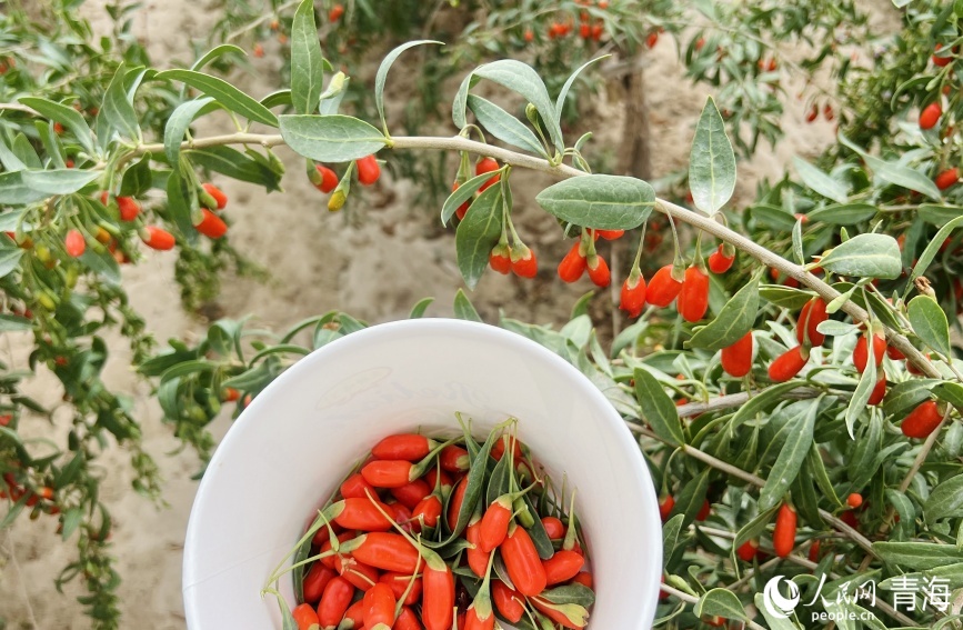 Богатый урожай годжи в провинции Цинхай