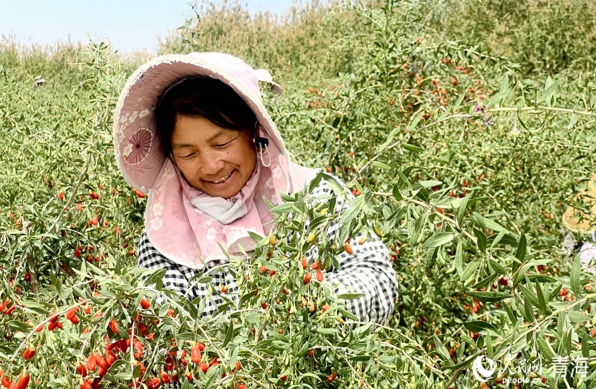 Богатый урожай годжи в провинции Цинхай