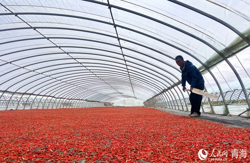 Богатый урожай годжи в провинции Цинхай