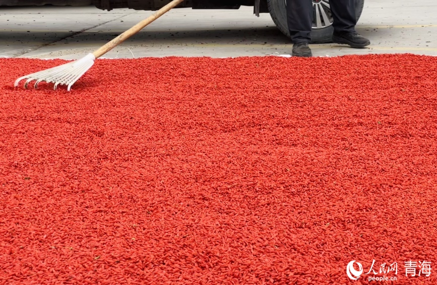 Богатый урожай годжи в провинции Цинхай