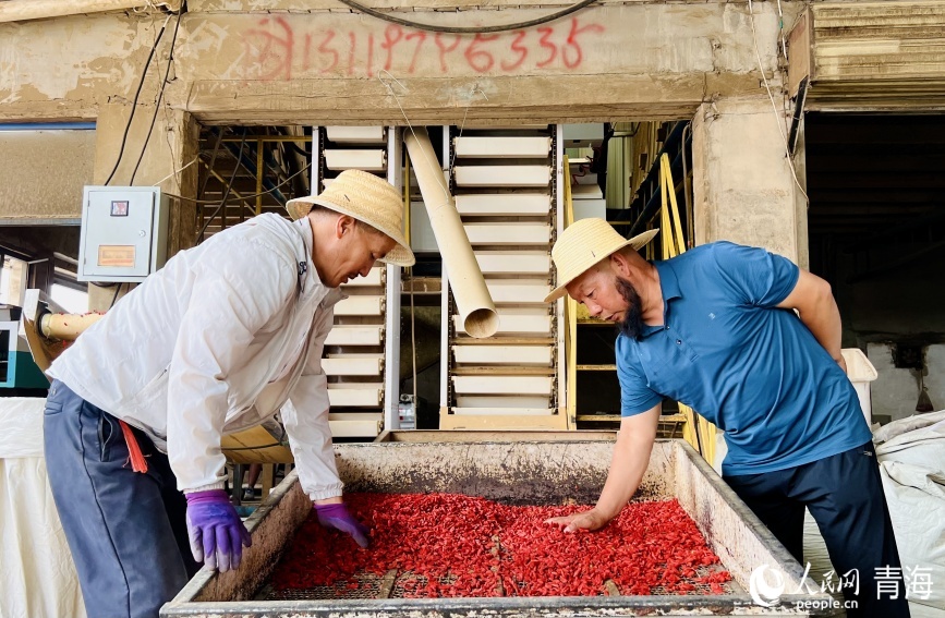 Богатый урожай годжи в провинции Цинхай
