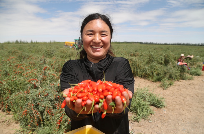 Богатый урожай годжи в провинции Цинхай