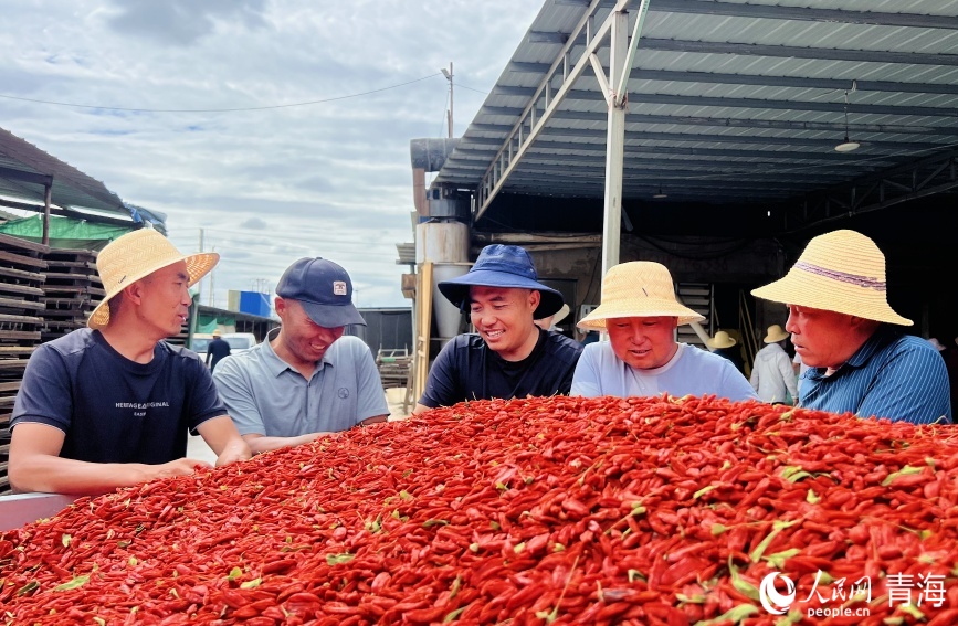Богатый урожай годжи в провинции Цинхай