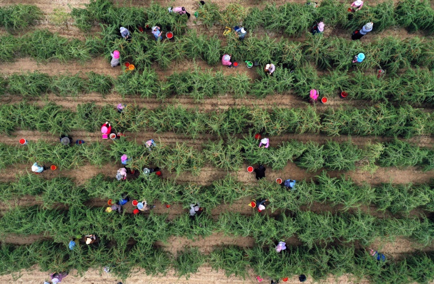 Богатый урожай годжи в провинции Цинхай