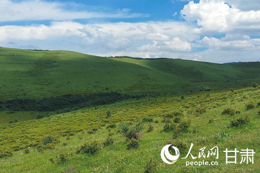 Живописное пастбище в провинции Ганьсу привлекает туристов