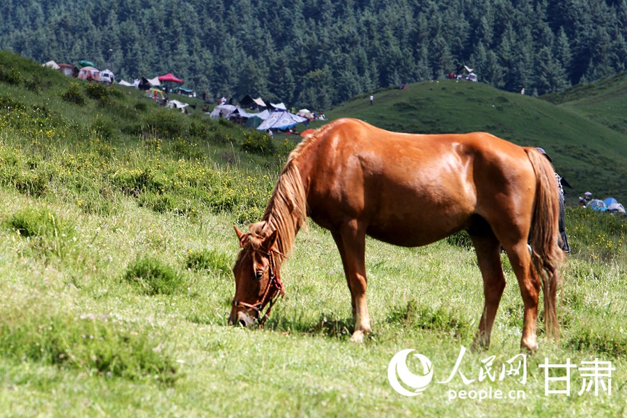 Живописное пастбище в провинции Ганьсу привлекает туристов