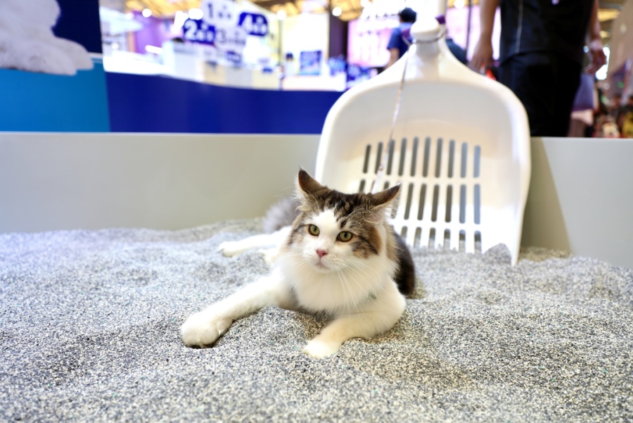 Азиатская выставка домашних животных открылась в Шанхае