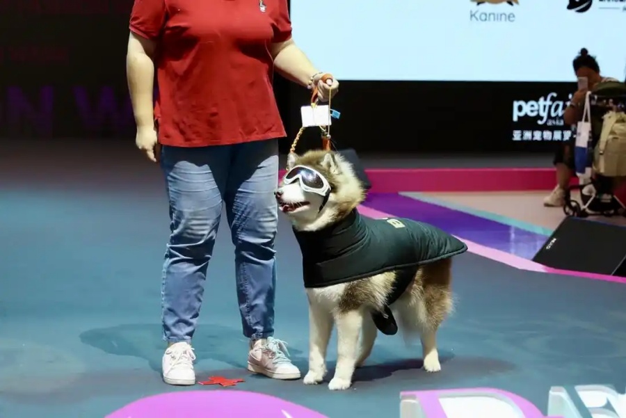 Азиатская выставка домашних животных открылась в Шанхае