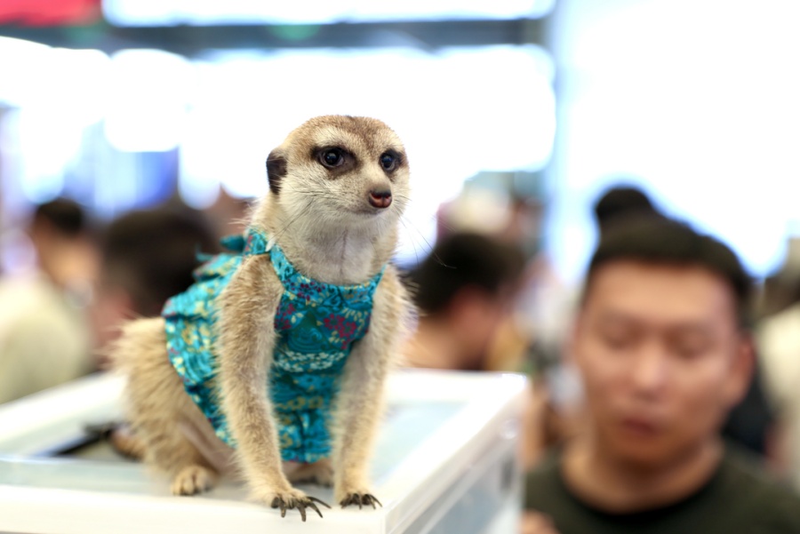 Азиатская выставка домашних животных открылась в Шанхае