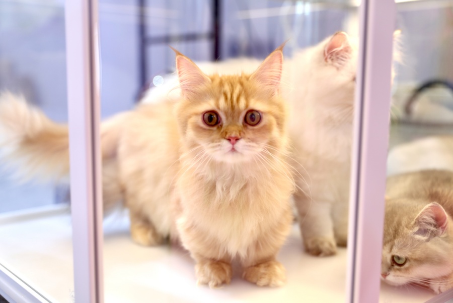 Азиатская выставка домашних животных открылась в Шанхае