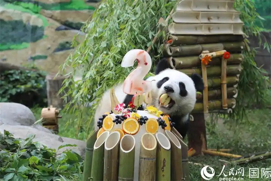 Панде Катюше подарили на день рождения торт