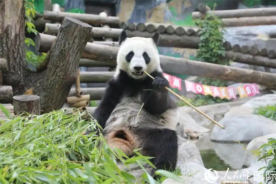 Панде Катюше подарили на день рождения торт