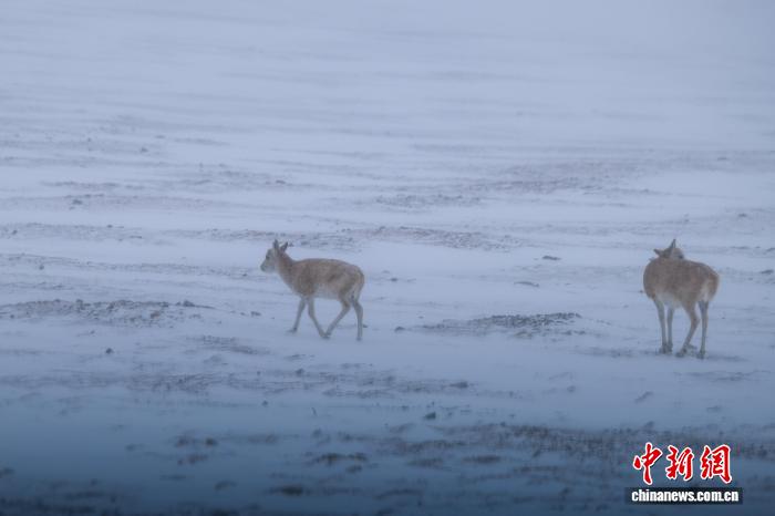 Тибетские антилопы в бескрайних степях Сицзана