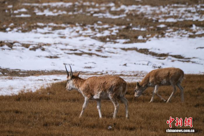 Тибетские антилопы в бескрайних степях Сицзана