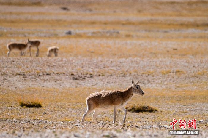 Тибетские антилопы в бескрайних степях Сицзана