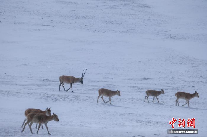 Тибетские антилопы в бескрайних степях Сицзана