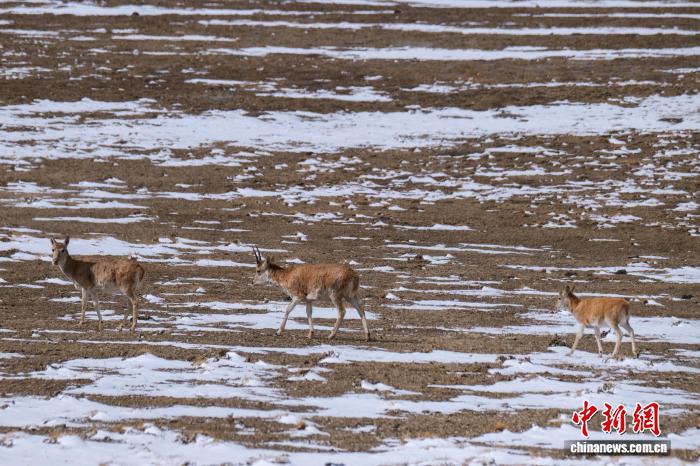 Тибетские антилопы в бескрайних степях Сицзана