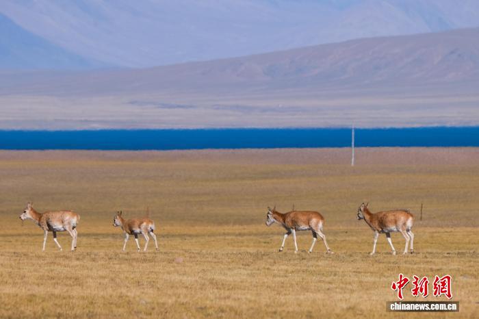 Тибетские антилопы в бескрайних степях Сицзана