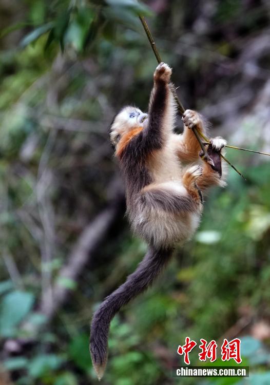 Очаровательные рокселлановы ринопитеки в волости Байхэ
