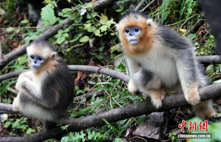 Очаровательные рокселлановы ринопитеки в волости Байхэ