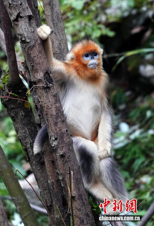 Очаровательные рокселлановы ринопитеки в волости Байхэ