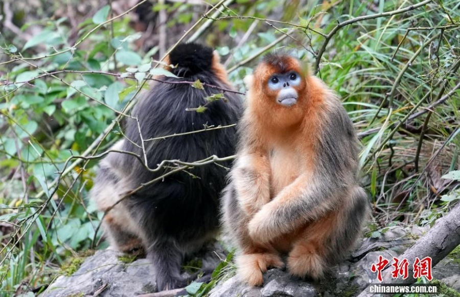 Очаровательные рокселлановы ринопитеки в волости Байхэ