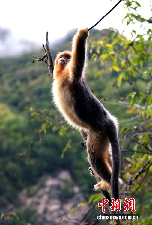 Очаровательные рокселлановы ринопитеки в волости Байхэ