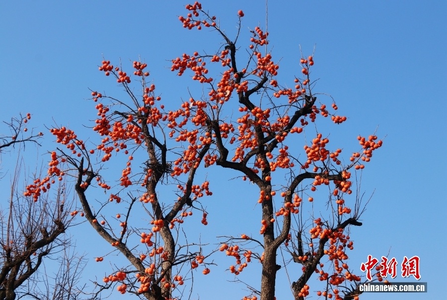 Уезд Фупин – китайский центр производства хурмы