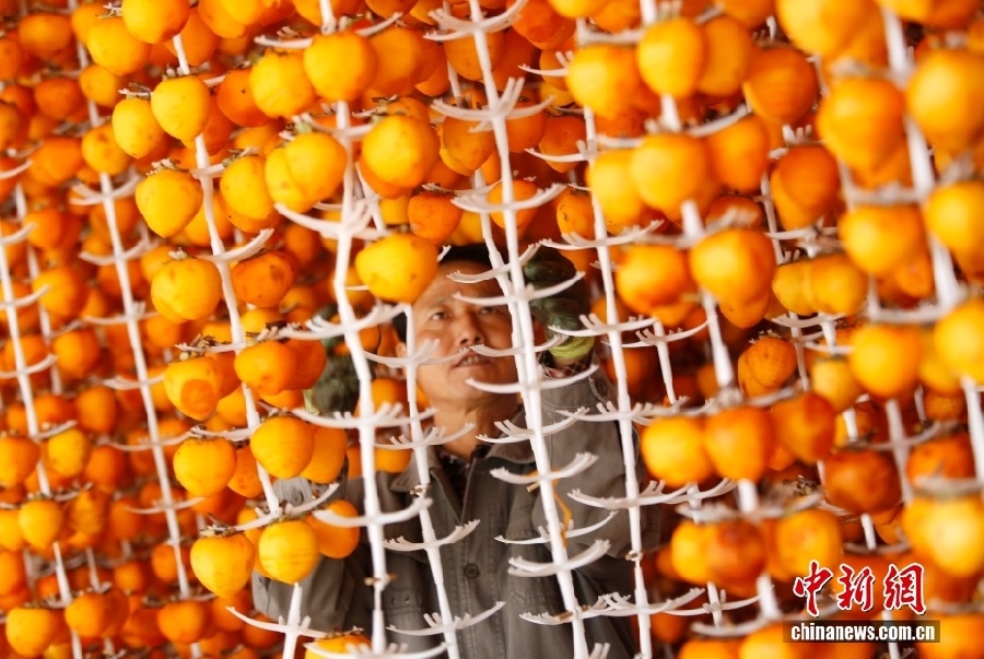 Уезд Фупин – китайский центр производства хурмы