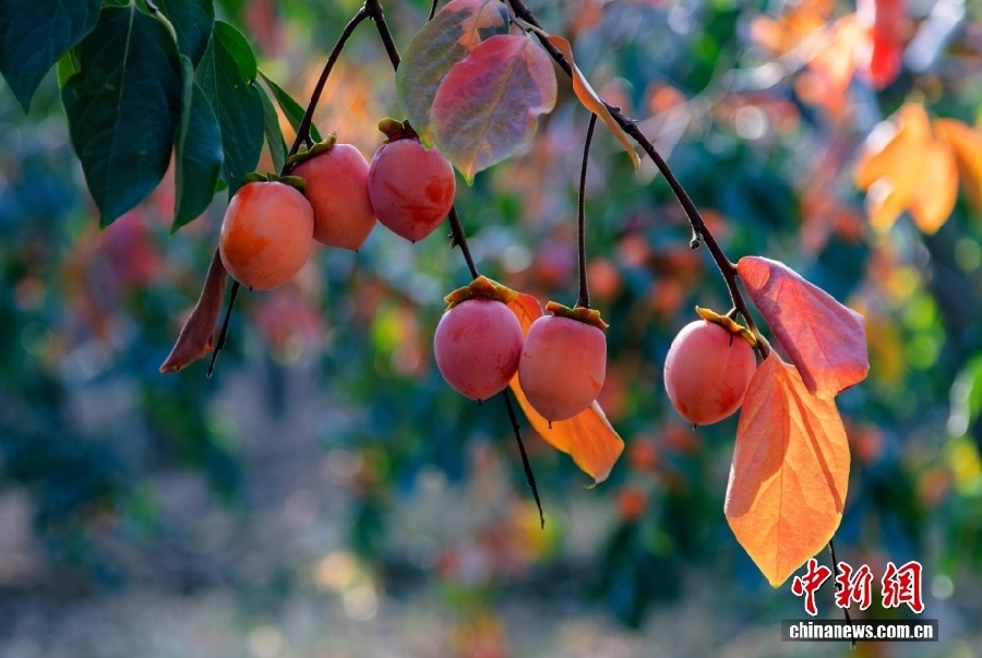 Уезд Фупин – китайский центр производства хурмы