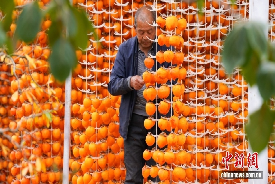 Уезд Фупин – китайский центр производства хурмы