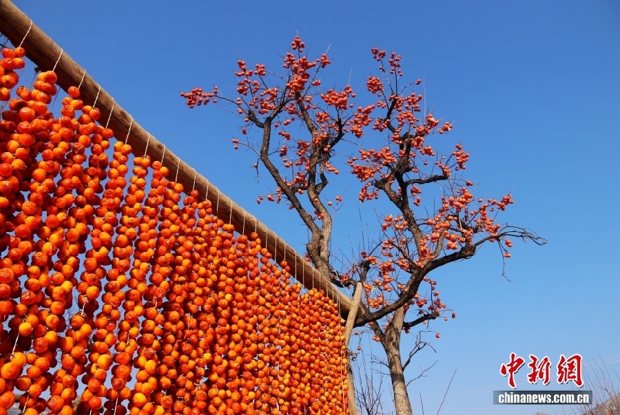 Уезд Фупин – китайский центр производства хурмы
