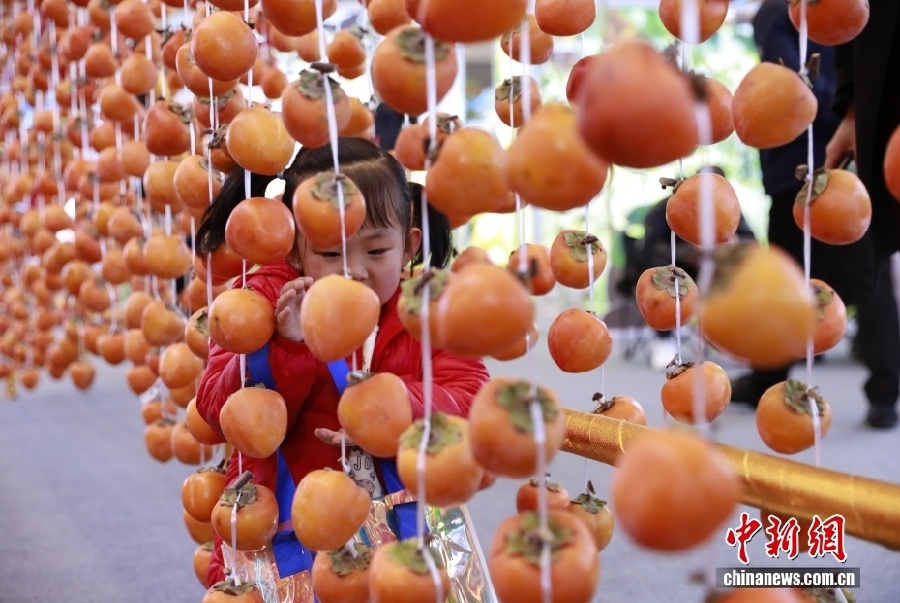 Уезд Фупин – китайский центр производства хурмы