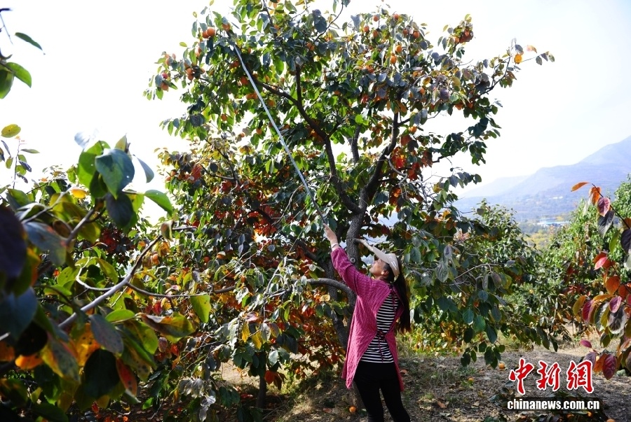 Уезд Фупин – китайский центр производства хурмы
