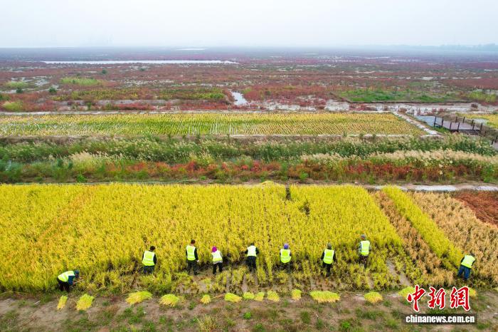 В Тяньцзине собирают урожай солевыносливого риса