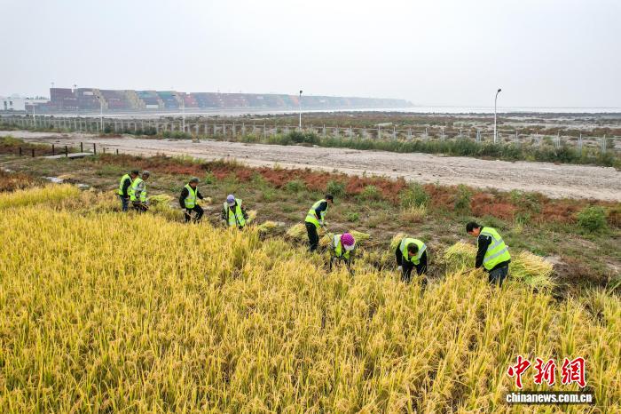 В Тяньцзине собирают урожай солевыносливого риса