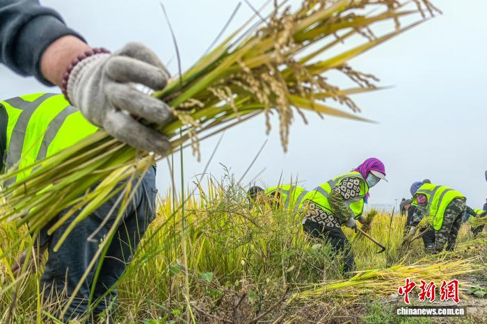 В Тяньцзине собирают урожай солевыносливого риса
