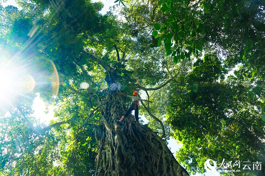 Пешеходный туризм в тропических лесах преобразовал волость Цзиношань