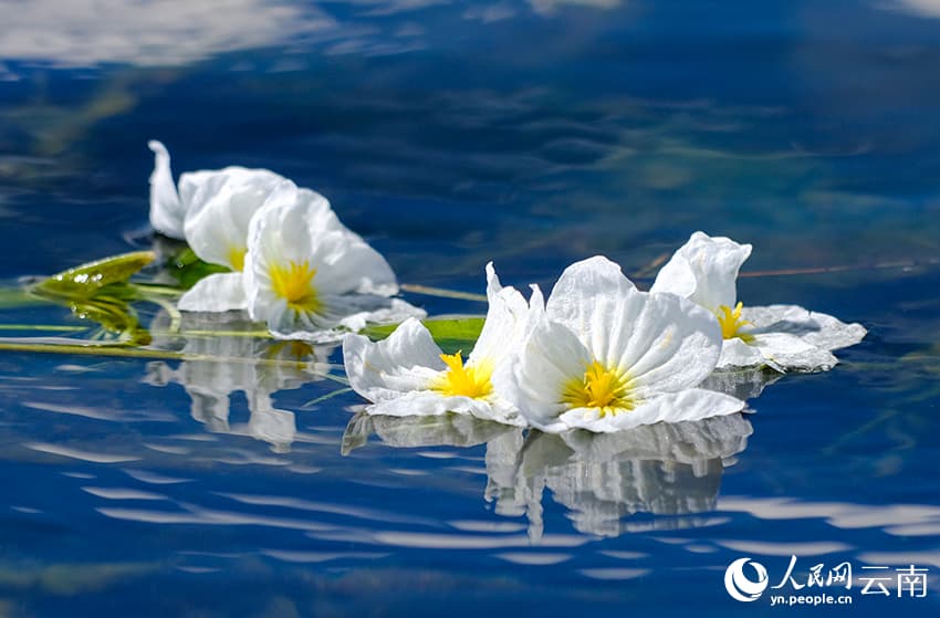 На озере Эрхай расцвел ?индикатор качества воды?