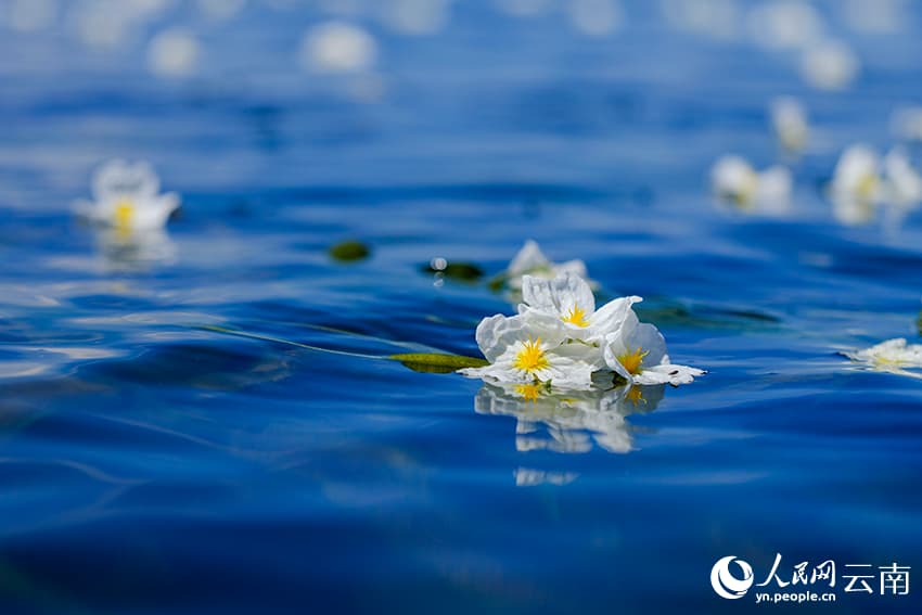 На озере Эрхай расцвел ?индикатор качества воды?