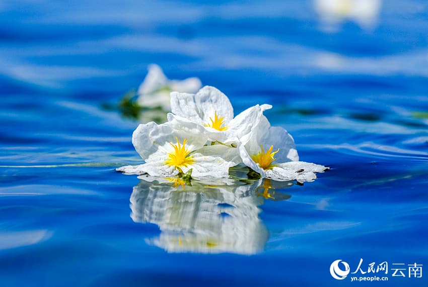 На озере Эрхай расцвел ?индикатор качества воды?