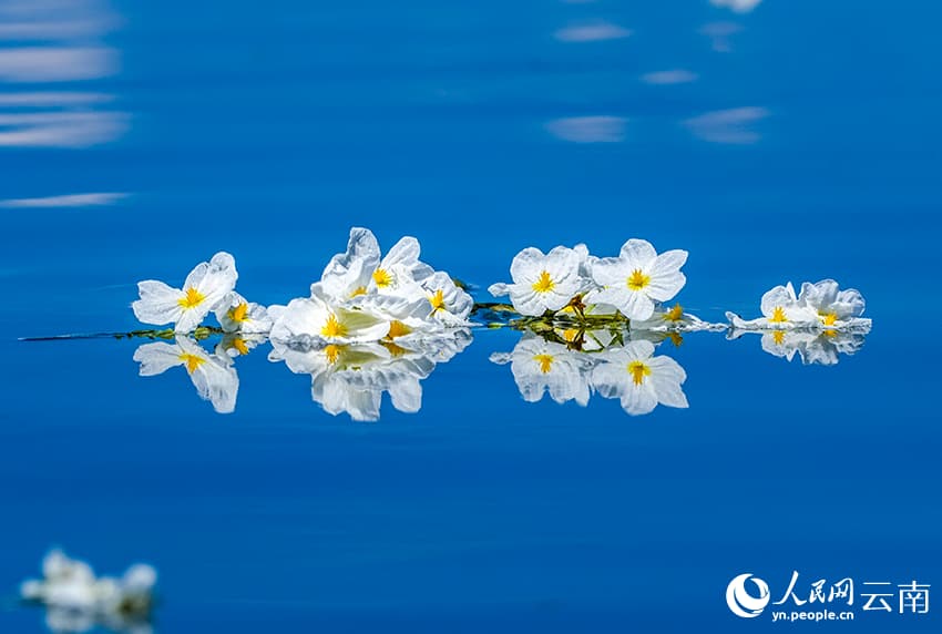 На озере Эрхай расцвел ?индикатор качества воды?