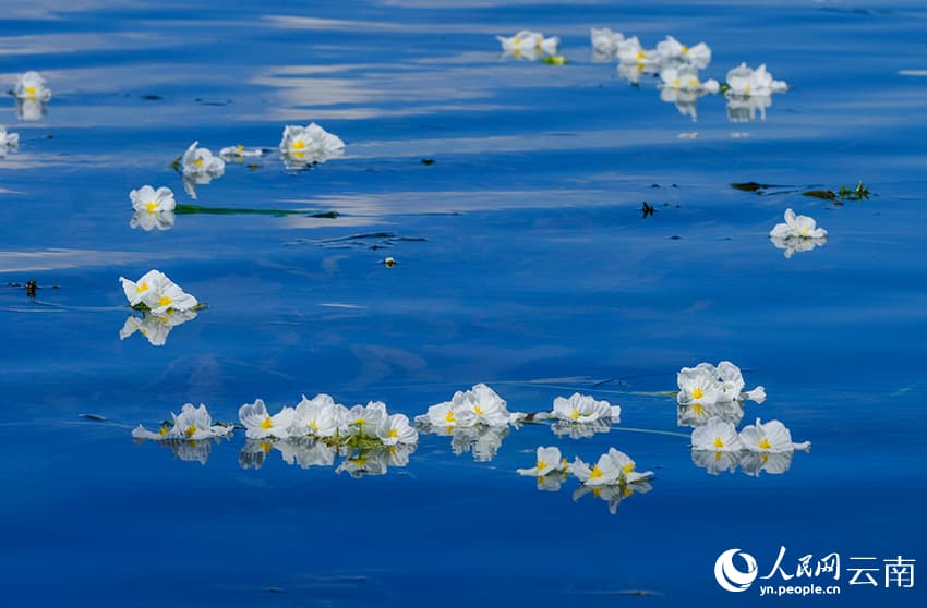 На озере Эрхай расцвел ?индикатор качества воды?