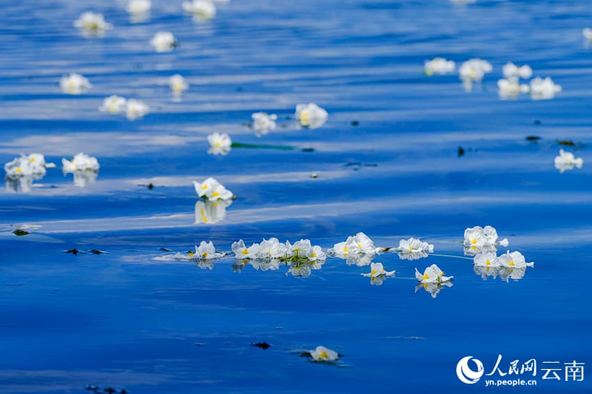 На озере Эрхай расцвел ?индикатор качества воды?