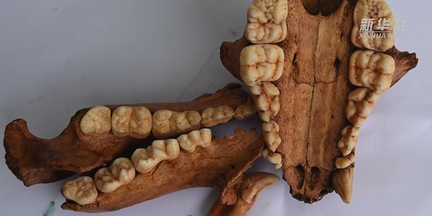 В самой длинной пещере Азии обнаружены 52 окаменелости большой панды