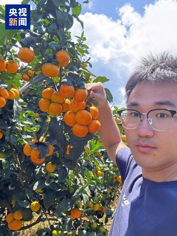 Гибридные мандарины из китайского университета стали хитом онлайн-продаж