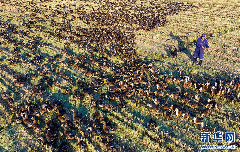 В провинции Аньхой активно продвигается экологическая модель ?совместного выращивания риса и уток?
